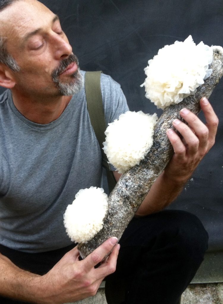 אמיר פרלמן מומחה לפטריות מרפא